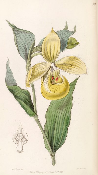 Cypripedium irapeanum by Miss Drake